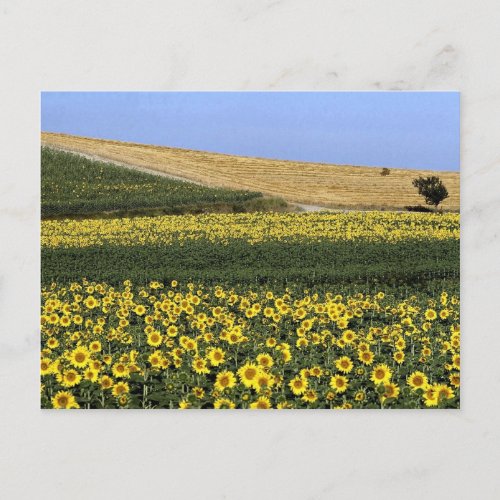 Sunflower fields Tuscany Italy Postcard