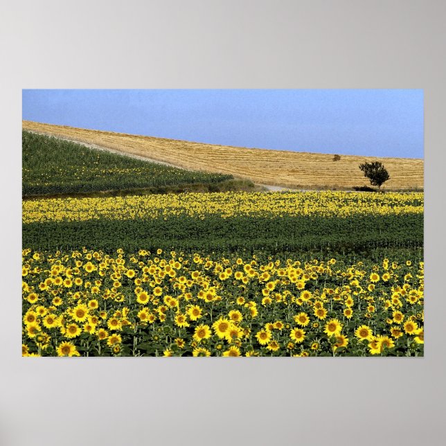 Sunflower fields, Tuscany, Italy Poster (Front)