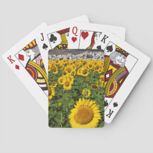 Sunflower fields, white hill town of Bornos Poker Cards