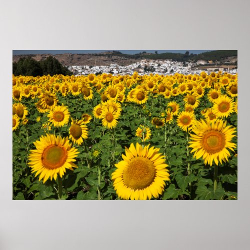 Sunflower fields white hill town of Bornos Poster