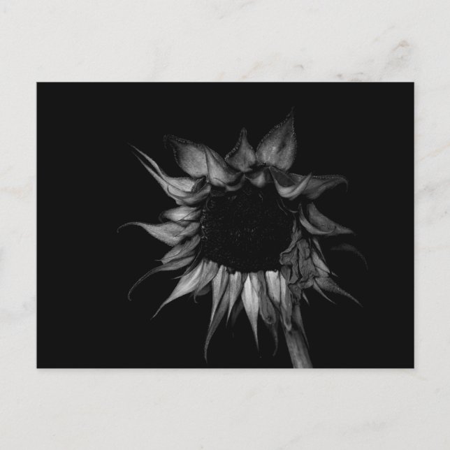 Sunflower - Fine Art Photograph Postcard (Front)