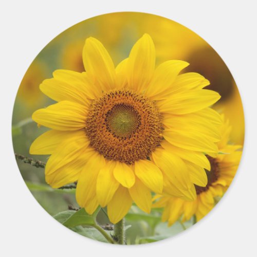 Sunflower Floral Sticker Envelope Seals