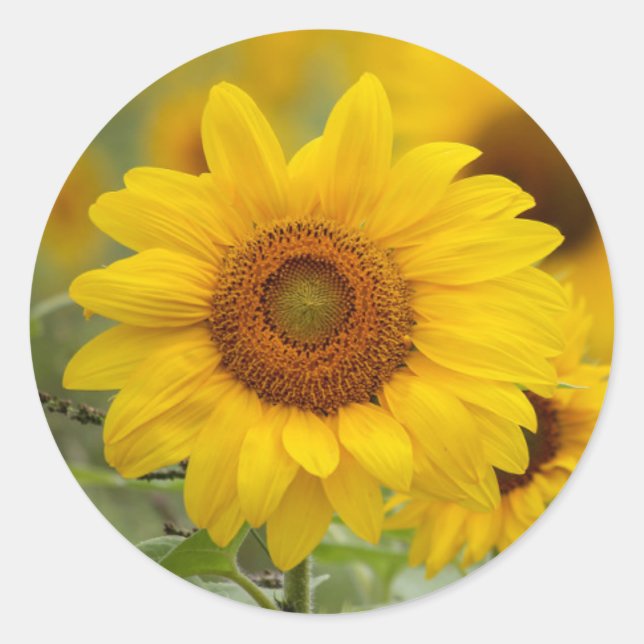 Sunflower Floral Sticker Envelope Seals (Front)