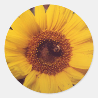 Sunflower Flower Bloom with Bumble Bee Insect Classic Round Sticker