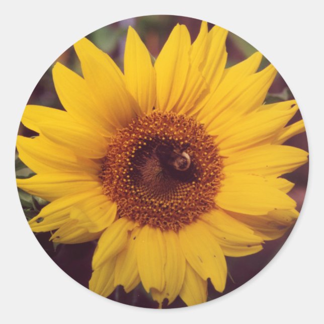 Sunflower Flower Bloom with Bumble Bee Insect Classic Round Sticker (Front)