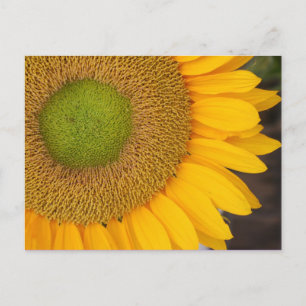 Sunflower Flower Photography Postcard