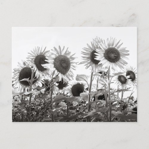 Sunflower Flowers in Black and White Postcard