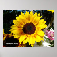 Sunflower & Friends Bouquet