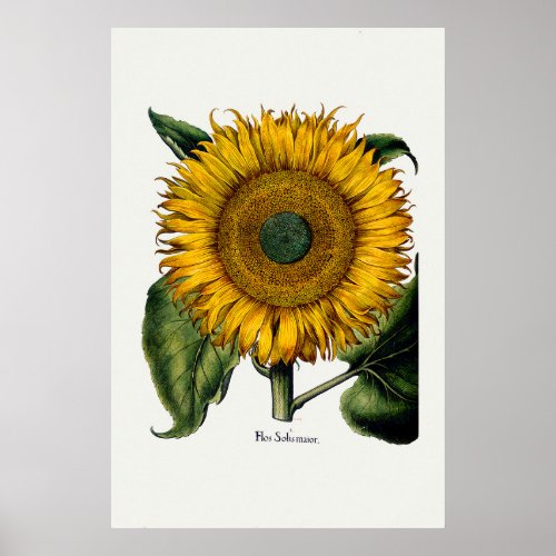 Sunflower from Hortus Eystettensis Poster