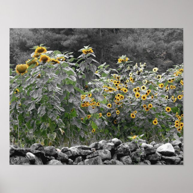 Sunflower Garden Partial Color Flower Poster (Front)