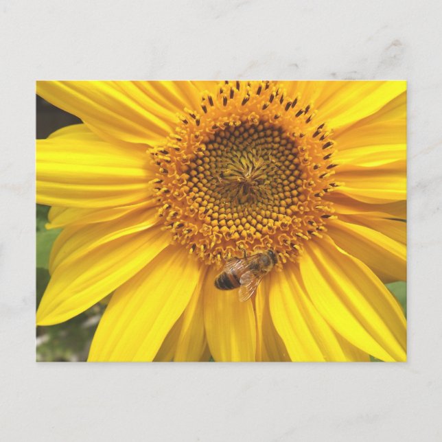 Sunflower Garden Postcard (Front)