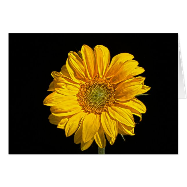 Sunflower gccnm cards (Front Horizontal)