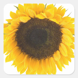 Sunflower Gifts Square Sticker
