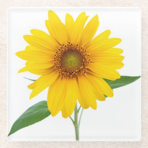 Sunflower Glass Coaster