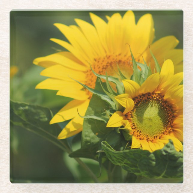 Sunflower - Glass Coaster (Front)
