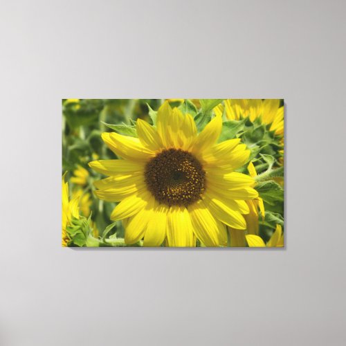 Sunflower Glory WestCreek Wrapped Canvas Print