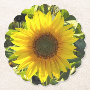 Sunflower Glow Paper Coaster