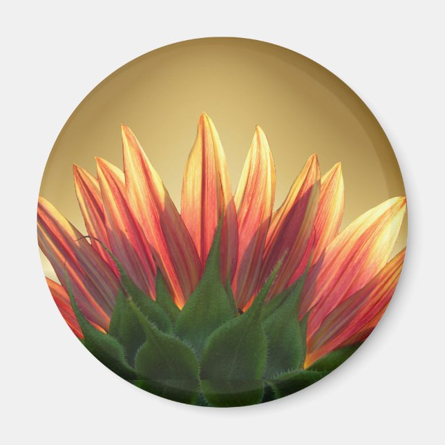 Sunflower gold ~ Magnet (Front)