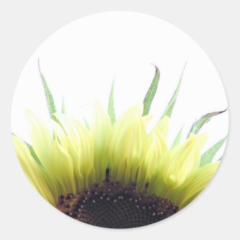 Sunflower Good Morning Sticker by deemac1 at Zazzle