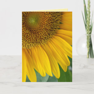 "sunflower" GREETING CARD