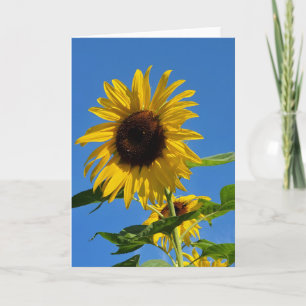 Sunflower greeting card