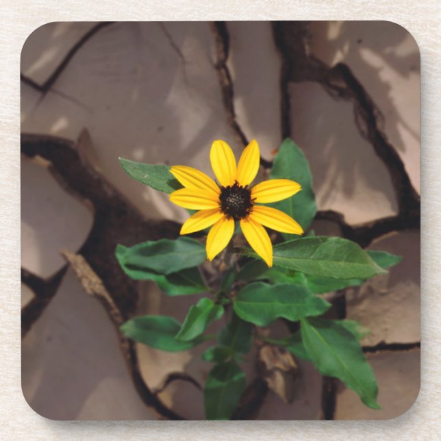 Sunflower growing from Cracked Mud Beverage Coaster (Front)