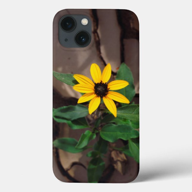 Sunflower growing from Cracked Mud Case-Mate iPhone Case (Back)