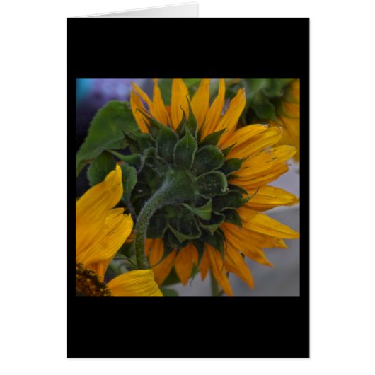Sunflower Haze Cards (Front)