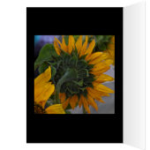 Sunflower Haze Cards (Inside (Left))