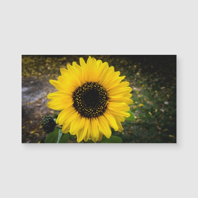 Sunflower Head Fridge Magnet (Front)