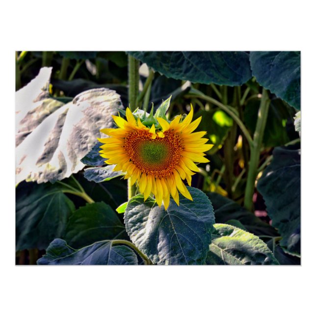 Sunflower Heart Late Summer Flower Poster (Front)