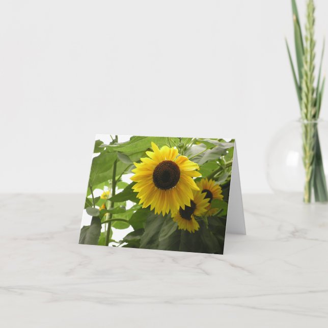Sunflower (Helianthus) card (Front)