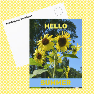 Sunflower Hello Summer Photographic Floral Postcard