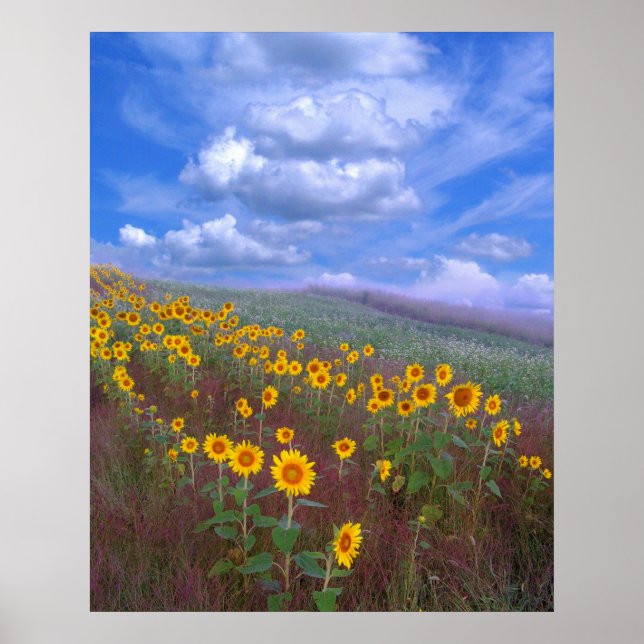 Sunflower hill,poster poster (Front)