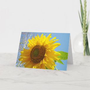 Sunflower Holiday Cards Yellow Blue Sky