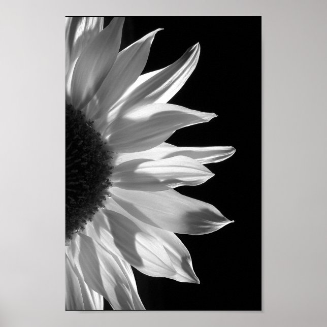 Sunflower in Black & White Poster (Front)