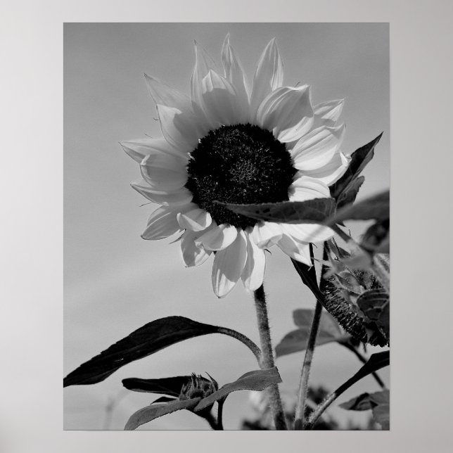 Sunflower in Black & White Poster (Front)