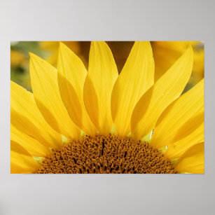 Sunflower in Bloom Photograph Poster