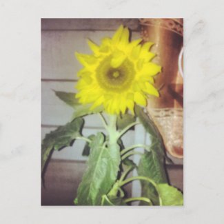 #sunflower in bloom