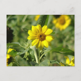 Sunflower in Field DIY Postcard