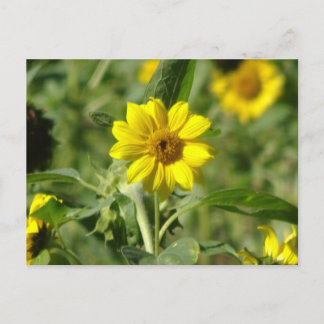 Sunflower in Field DIY Postcard