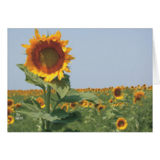 sunflower in field of sunflowers cards