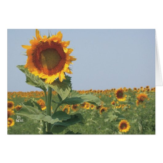 sunflower in field of sunflowers cards (Front Horizontal)