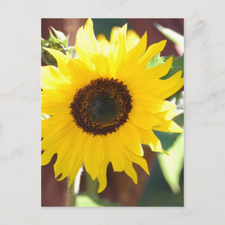 Sunflower in Full Bloom Postcard