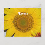 Sunflower in Kansas Postcard