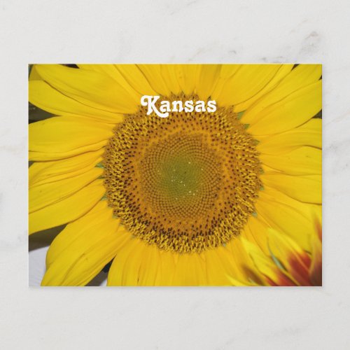 Sunflower in Kansas Postcard