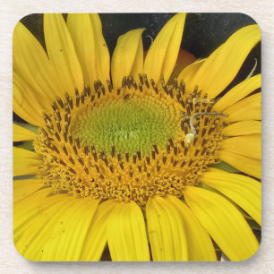 sunflower in nature photo from Bulgaria Beverage Coaster