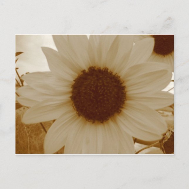 sunflower in sepia color postcard (Front)