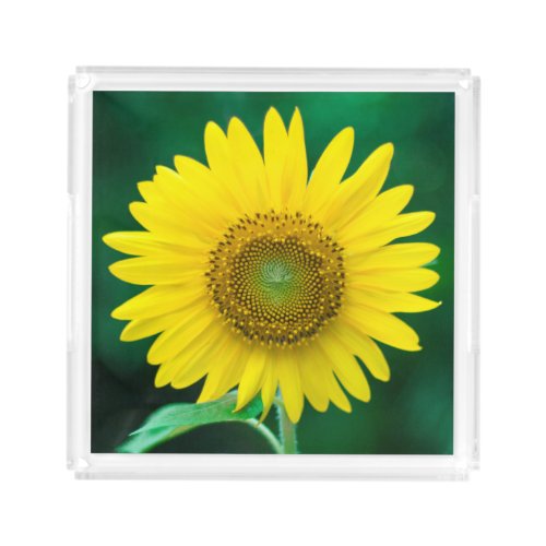 Sunflower in Summer Acrylic Tray