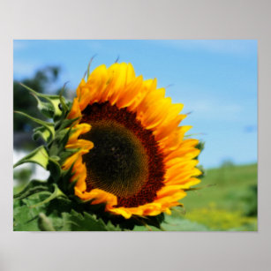 Sunflower In Sunshine Flower Orton Effect Poster